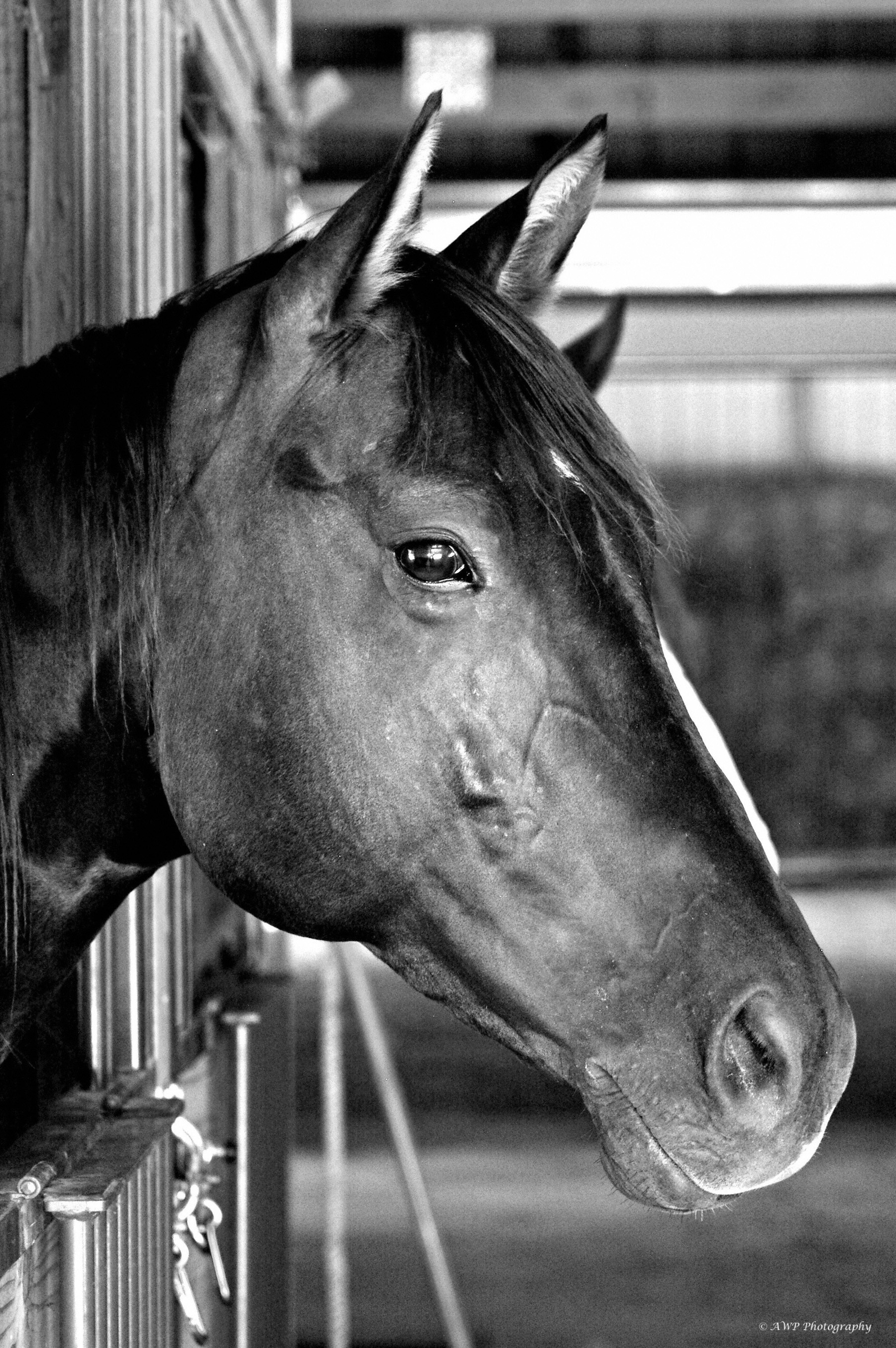 horse profile bw