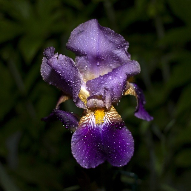 Evening rain iris